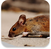 Environmental Responsibility Image