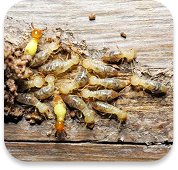 Environmental Responsibility Image