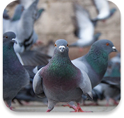 Environmental Responsibility Image