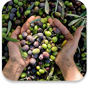 Environmental Responsibility Image